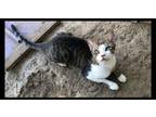 Adopt Garfar-Z a Domestic Short Hair, Tabby