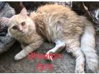 Adopt Sheeton-z a Persian