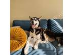 Adopt Caliber a Siberian Husky