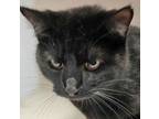 Adopt Dolly a Domestic Short Hair