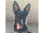 Adopt Dixie a German Shepherd Dog