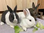 Adopt Bront Family (Vancouver) a Bunny Rabbit, Dutch
