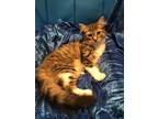 Adopt Fuzzee a Maine Coon