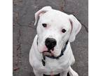 Adopt Dogo girls (Brava, Bonnie, Bella) a Dogo Argentino