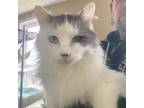 Adopt Laverne a Domestic Long Hair
