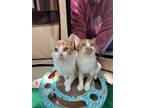 Adopt Laverne and Shirley a Domestic Short Hair