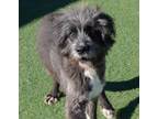 Adopt Silver a Irish Wolfhound