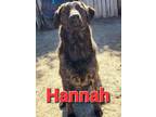 Adopt Hannah a Labrador Retriever, Boxer