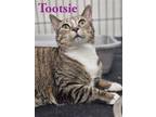 Adopt Tootsie a Domestic Short Hair