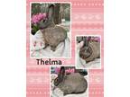 Adopt Thelma a Bunny Rabbit