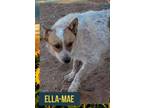Adopt Ella-Mae a Australian Cattle Dog / Blue Heeler