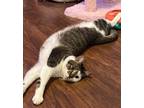 Adopt Kat a Dilute Calico, American Shorthair