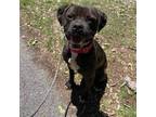 Adopt Roscoe a Boxer, Pit Bull Terrier