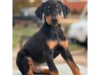 Doberman Pinscher Puppy for sale in Alexandria, VA, USA