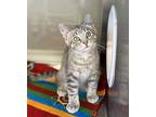 Brave Domestic Shorthair Young Male