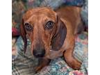 Woody Dachshund Young Male