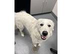 Daisy Great Pyrenees Young Female