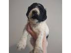 Mutt Puppy for sale in Factoryville, PA, USA