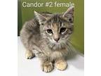 Candor 2 Domestic Shorthair Kitten Female