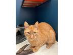 Ember Domestic Shorthair Adult Male