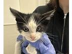 Peaches N' Cream Domestic Shorthair Kitten Male