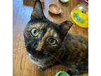 Brownie Domestic Shorthair Adult Female