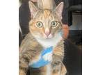 Tinkerbell Domestic Shorthair Adult Female