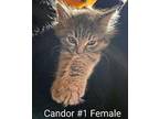 Candor 1 Domestic Longhair Kitten Female