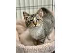 Oopsie Domestic Shorthair Kitten Female