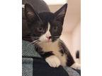 Snoopy Domestic Shorthair Kitten Male