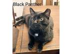 Black Panther Domestic Shorthair Adult Male