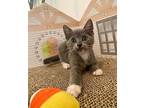 Dr. Elizabeth Blackwell Domestic Shorthair Kitten Female