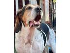 Turkey Foxhound Senior Female