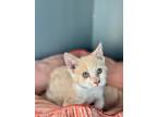 Everest Domestic Shorthair Kitten Male