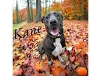 Kane American Pit Bull Terrier Young Male