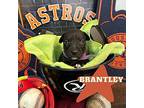 Brantley Astro Labrador Retriever Puppy Female