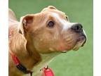 Wybie American Pit Bull Terrier Adult Female