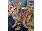 Fluffers Domestic Shorthair Young Female