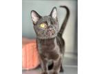 One-Eyed Earl Domestic Shorthair Kitten Male