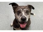 Pedro Mixed Breed (Large) Senior Male