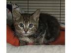 Dip Domestic Shorthair Kitten Male