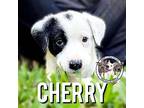 Cherry Cream American Pit Bull Terrier Puppy Female