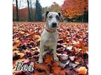 Bea American Pit Bull Terrier Puppy Female