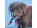Labrador Retriever Puppy for sale in Post Falls, ID, USA