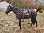 Black Racking Horse