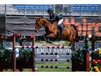 Harissa Z top level show jumping mare