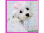 Maltipoo Puppy for sale in Austin, TX, USA