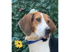 Adopt 6057 Bobbi Jo a Treeing Walker Coonhound / Mixed dog in Hartwell