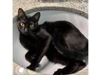 Adopt Zara a All Black Domestic Shorthair / Mixed cat in Flower Mound