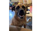 Adopt Branch a Tan/Yellow/Fawn Bullmastiff / Mastiff / Mixed dog in Chula Vista